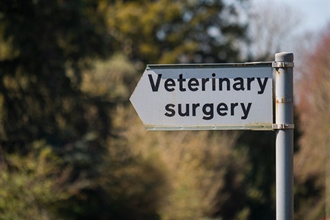 vet-image.jpg