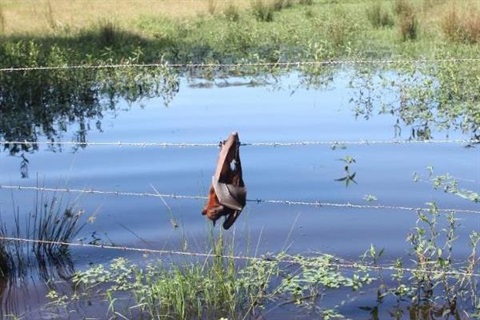 Wetland with green trees in the background. Barbed wire fence in the forefront with flying-fox entangled by its wings on the middle barned line