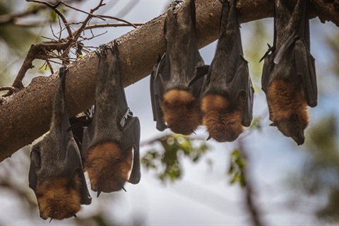 Flying Fox photo 4 by Judy Leitch.jpg