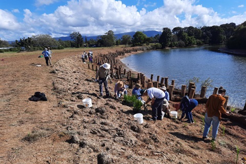 Brunswick Valley Landcare planting at thre Mills site Mullumbimby.jpg