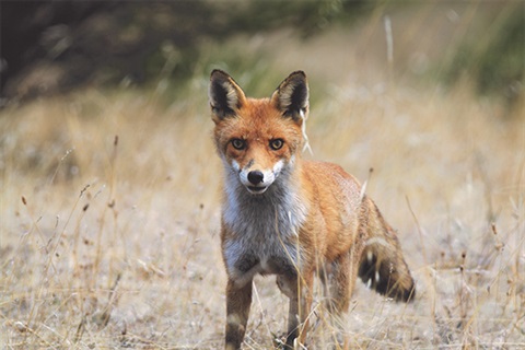 Red fox with white muzzle and chest