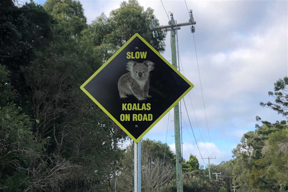 Our koala conservation projects - Byron Shire Council