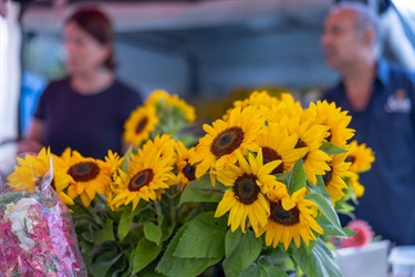 Bangalow Farmers Market sunflowers