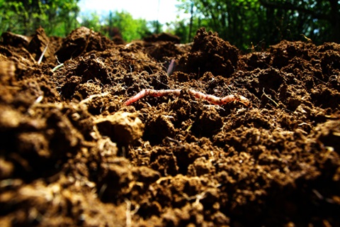 Worm wriggling through soil - image credit smaragd8