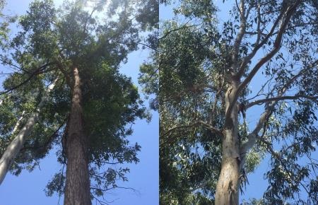 Tallowwood and Forest red gum 