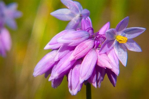 light purple flower cluster on single thin stem, with blurred green background