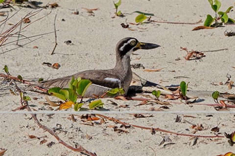 Beach-Stone-Curlew-nesting-Byron-shorebirds.jpg