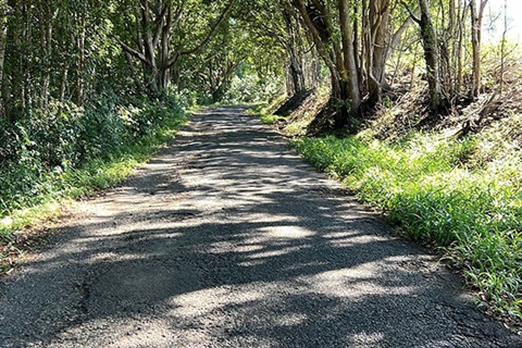 Narrow cracked road with bush and trees along the edge