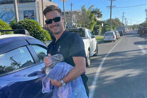 Male council worker holding large, grey bird wrapped in towel with one hand wrapped around its beak 