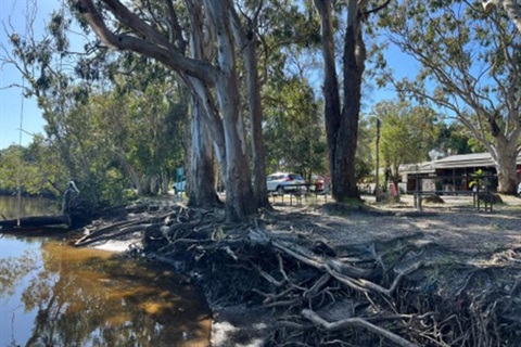 creek bank with roots of large tree exposed