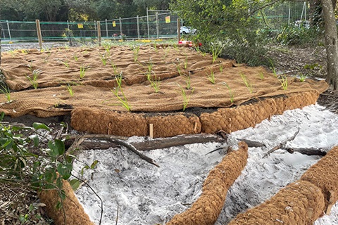 sand in foreground with seedlings covered by coarse, fibrous mulch