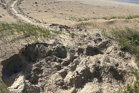 furrowed track in sand leading to dug up sand area in foreground