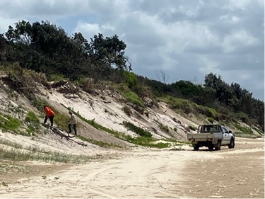 A contractor places brush matting on bare areas of foredune