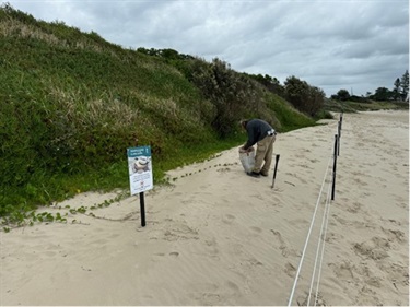 Contractor placing seed along the fenced dune