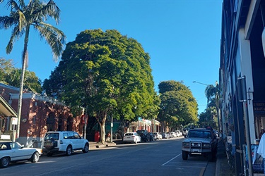 Bangalow palms and Leopard trees in Byron Street
