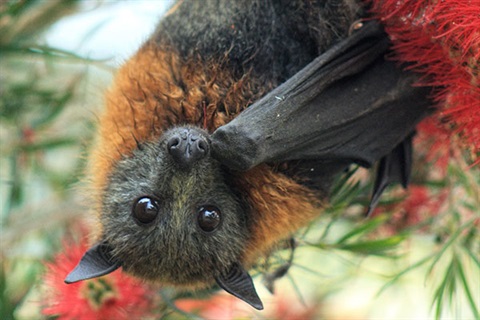 Flying fox sitting amongst the bottle brush trees. Photo by Brett Dolsen